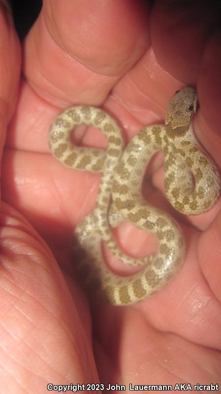 Desert Nightsnake (Hypsiglena chlorophaea deserticola)