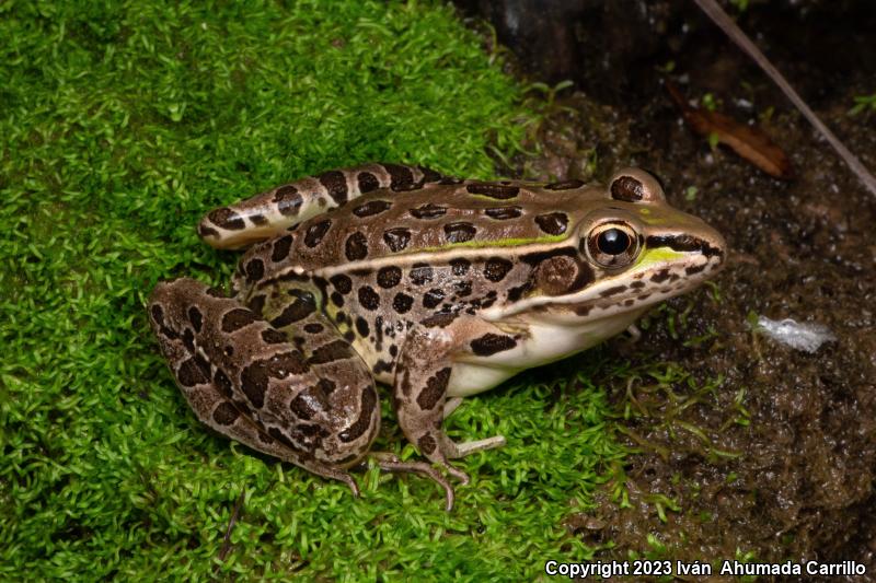 Transverse Volcanic Leopard Frog (Lithobates neovolcanicus)