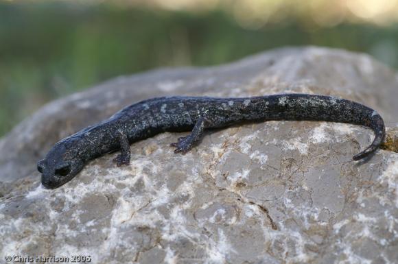 Galeana False Brook Salamander (Pseudoeurycea galeanae)