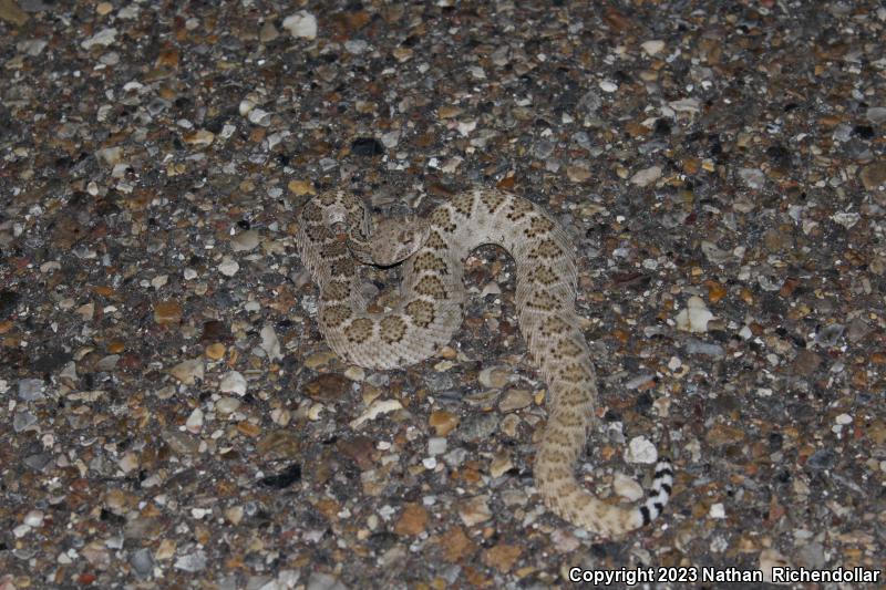 Western Diamond-backed Rattlesnake (Crotalus atrox)