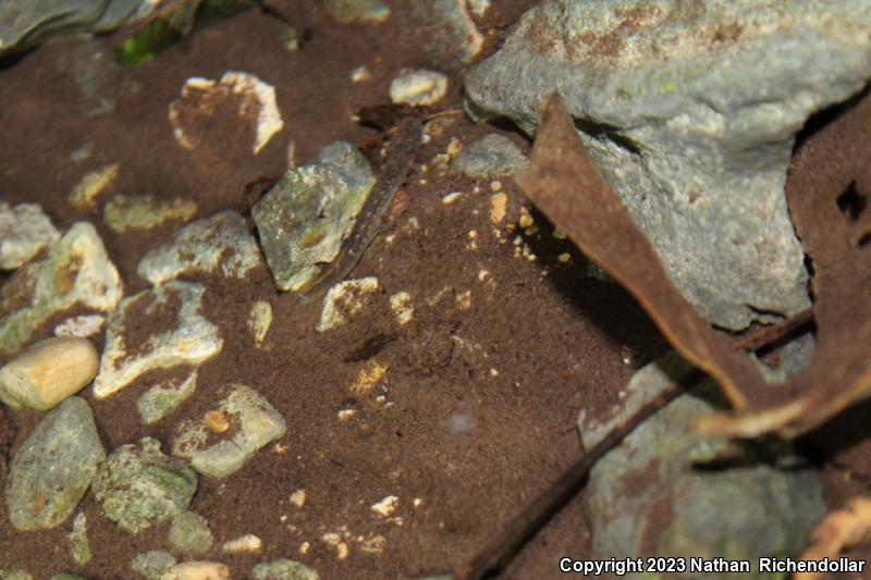 Georgetown Salamander (Eurycea naufragia)