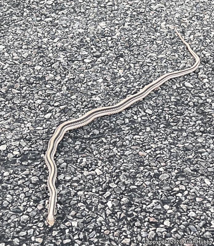 Big Bend Patch-nosed Snake (Salvadora hexalepis deserticola)