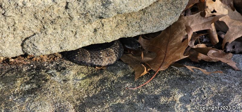 Timber Rattlesnake (Crotalus horridus)