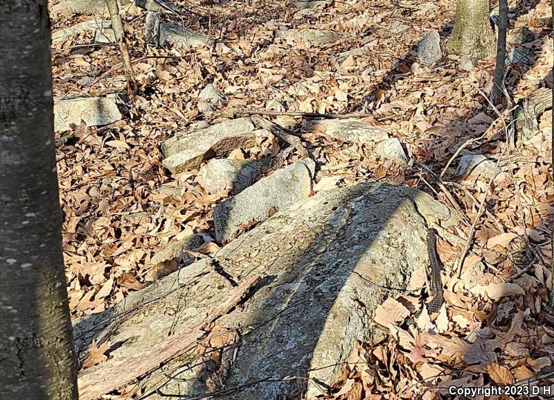 Black Ratsnake (Pantherophis obsoletus obsoletus)