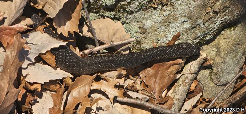 Black Ratsnake (Pantherophis obsoletus obsoletus)