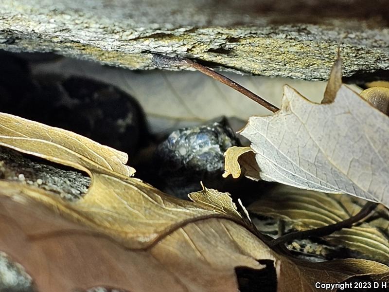 Timber Rattlesnake (Crotalus horridus)