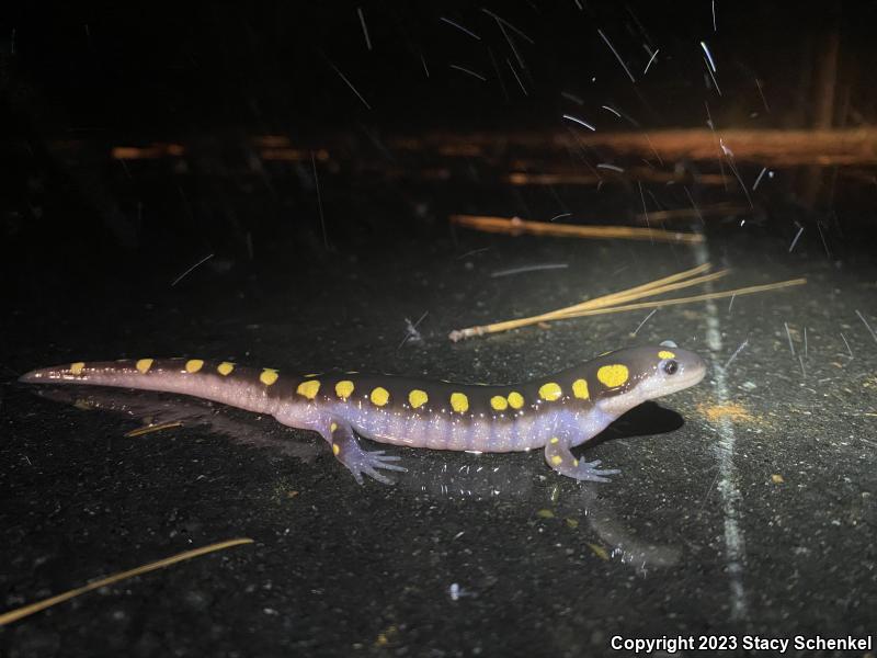 Spotted Salamander (Ambystoma maculatum)