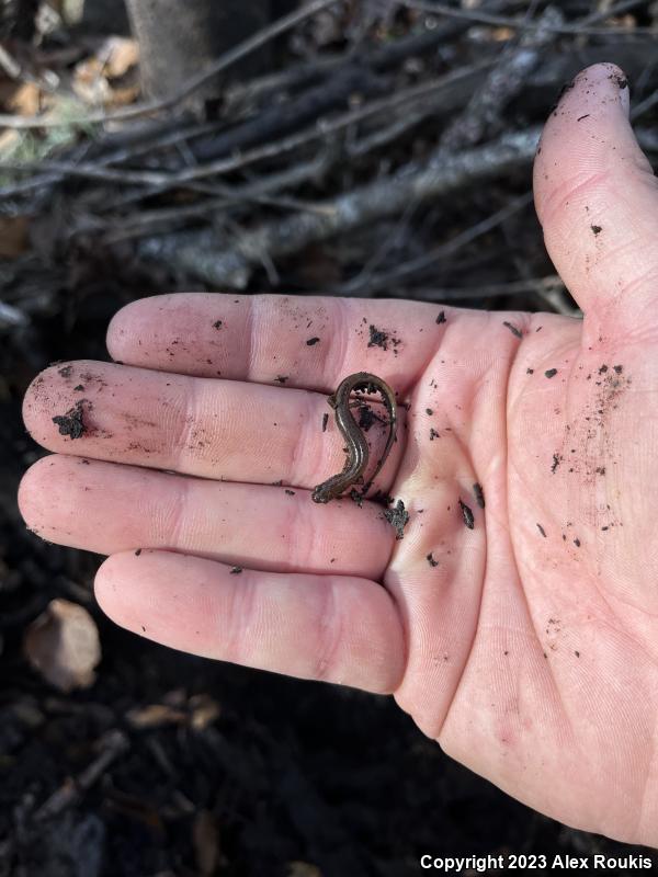 Dwarf Salamander (Eurycea quadridigitata)