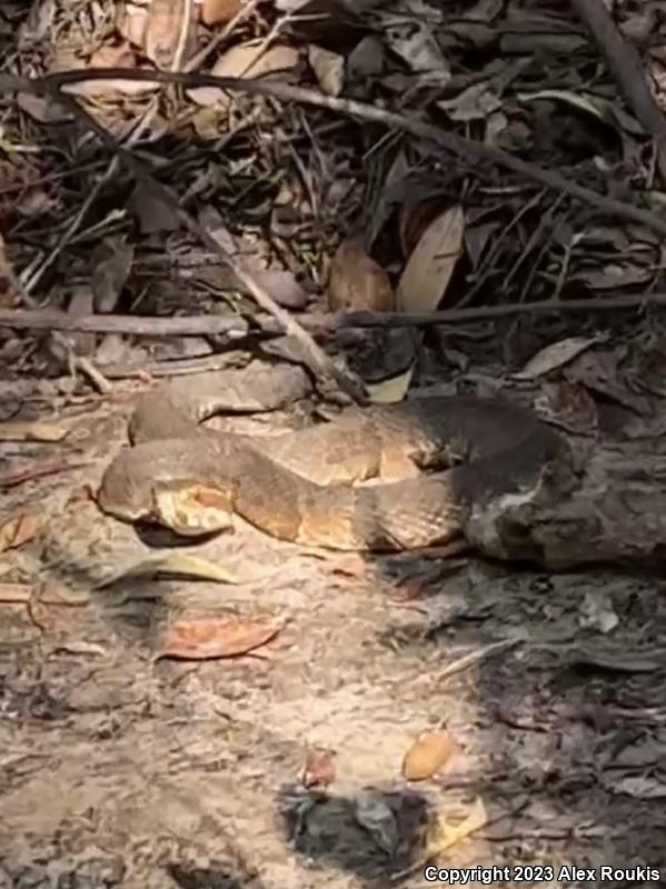 Florida Cottonmouth (Agkistrodon piscivorus conanti)