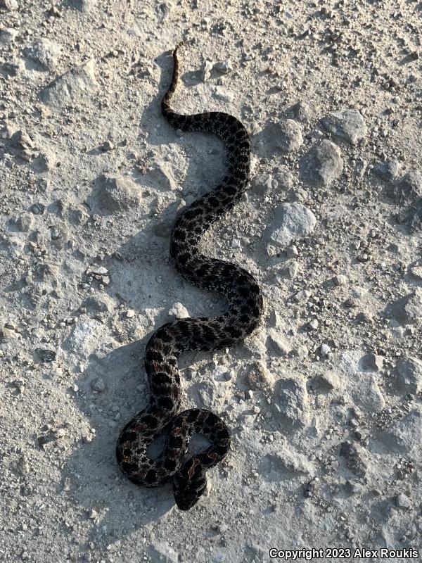 Dusky Pigmy Rattlesnake (Sistrurus miliarius barbouri)