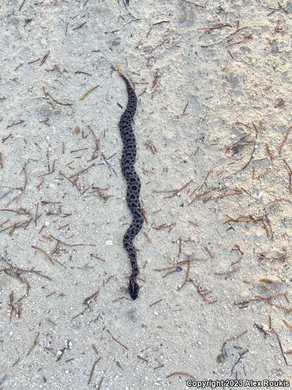 Dusky Pigmy Rattlesnake (Sistrurus miliarius barbouri)