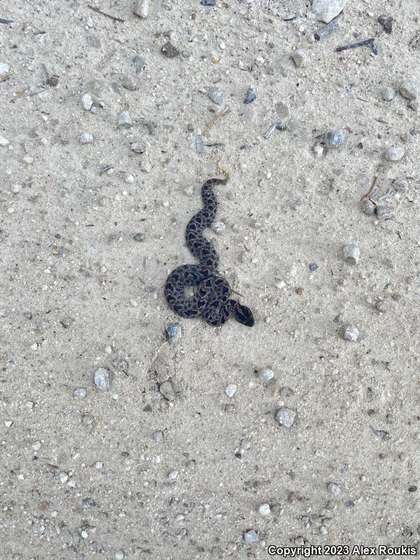 Dusky Pigmy Rattlesnake (Sistrurus miliarius barbouri)