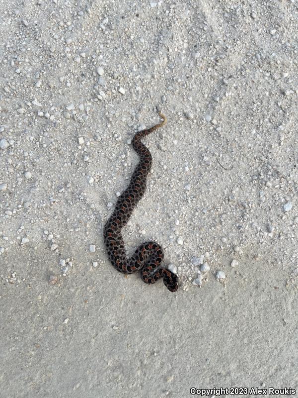 Dusky Pigmy Rattlesnake (Sistrurus miliarius barbouri)