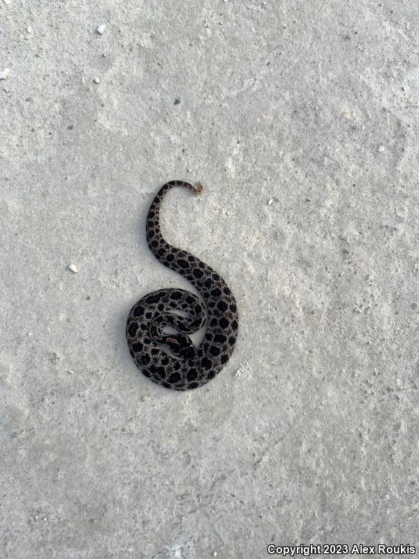 Dusky Pigmy Rattlesnake (Sistrurus miliarius barbouri)