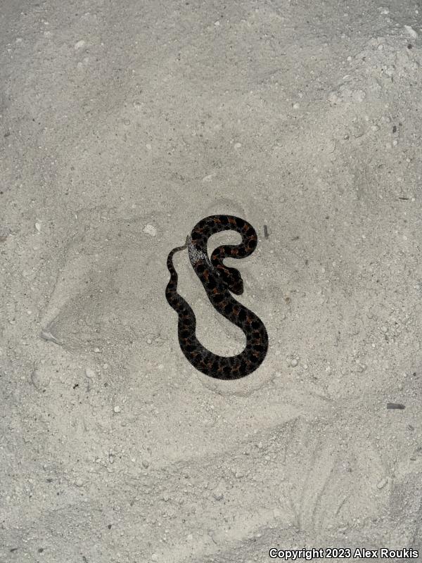 Dusky Pigmy Rattlesnake (Sistrurus miliarius barbouri)