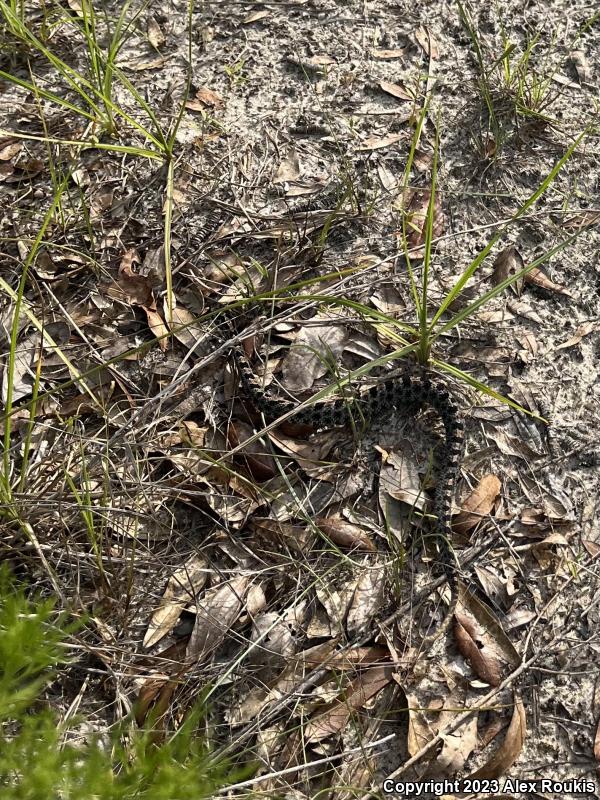 Dusky Pigmy Rattlesnake (Sistrurus miliarius barbouri)