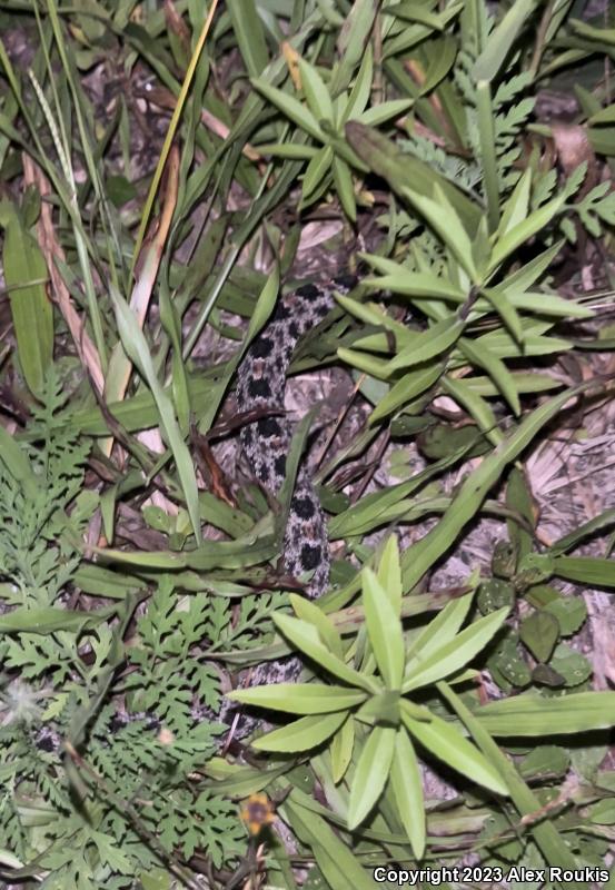 Dusky Pigmy Rattlesnake (Sistrurus miliarius barbouri)