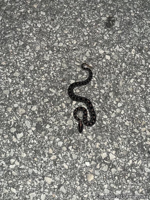 Dusky Pigmy Rattlesnake (Sistrurus miliarius barbouri)