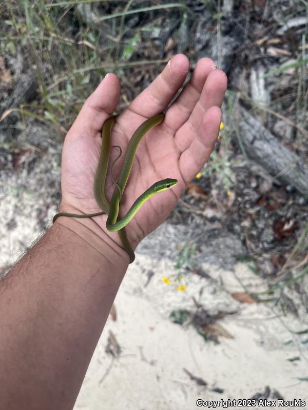 Florida Rough Greensnake (Opheodrys aestivus carinatus)