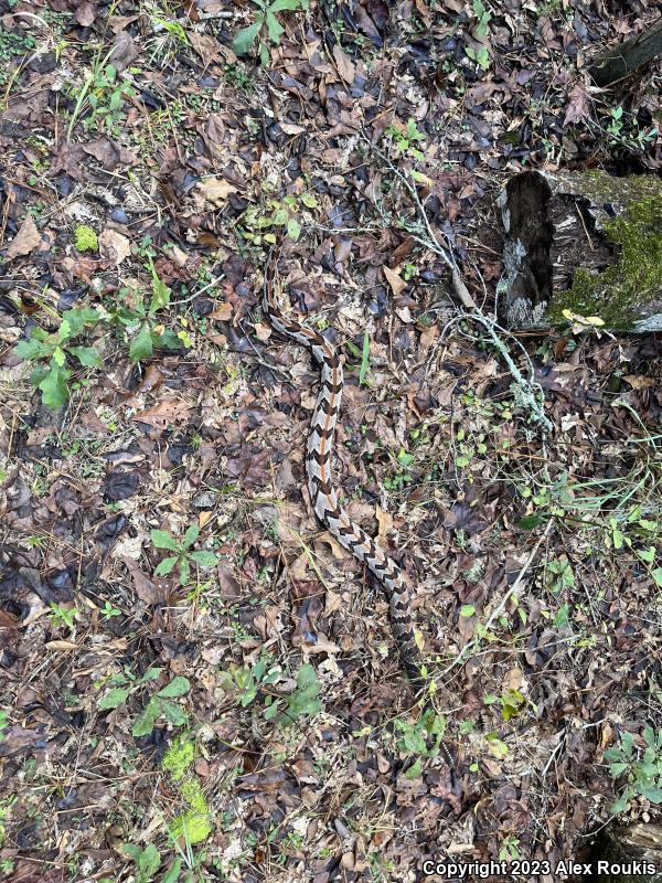 Timber Rattlesnake (Crotalus horridus)