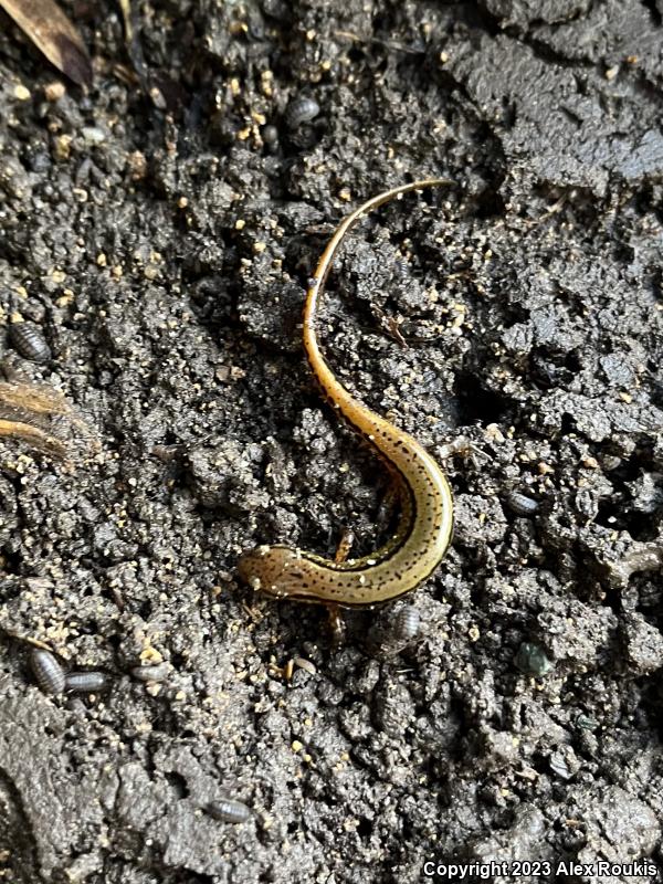 Southern Two-lined Salamander (Eurycea cirrigera)