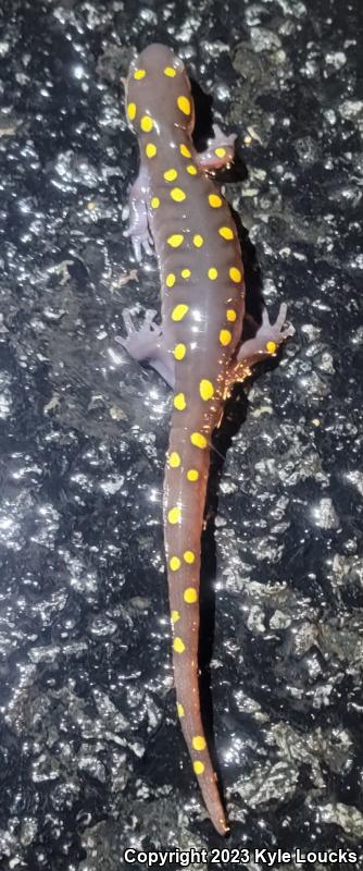 Spotted Salamander (Ambystoma maculatum)