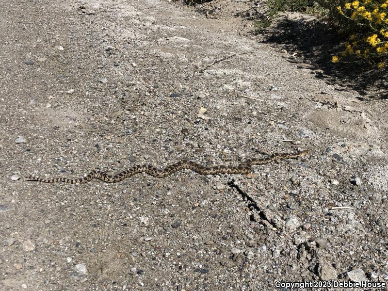 Great Basin Gopher Snake (Pituophis catenifer deserticola)