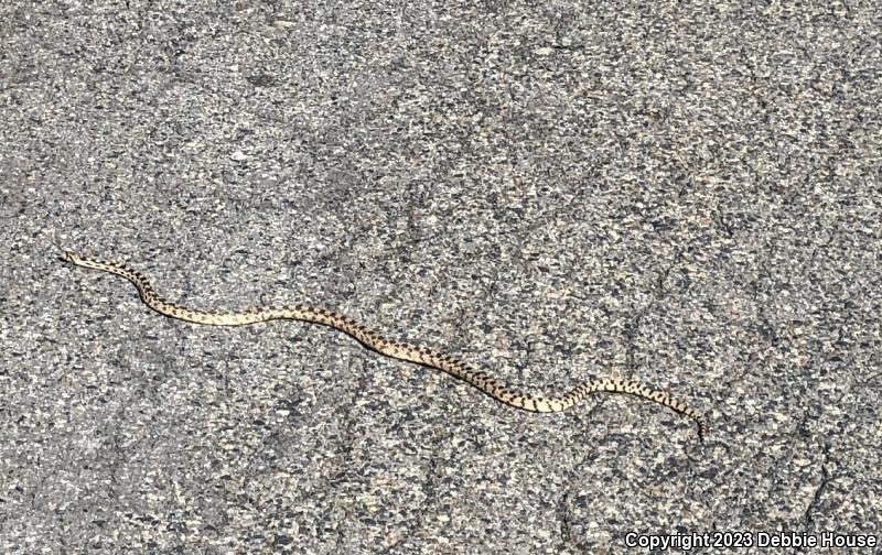 Great Basin Gopher Snake (Pituophis catenifer deserticola)