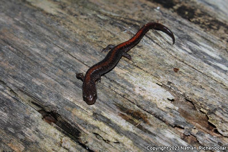 Ozark Zigzag Salamander (Plethodon angusticlavius)