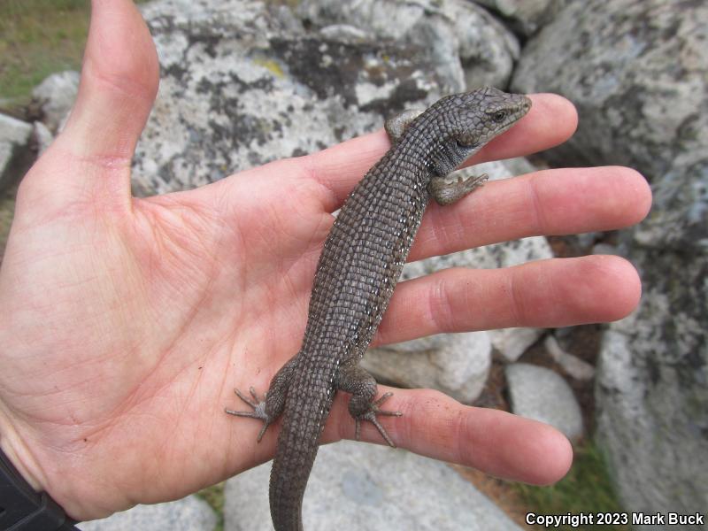 Sierra Alligator Lizard (Elgaria coerulea palmeri)