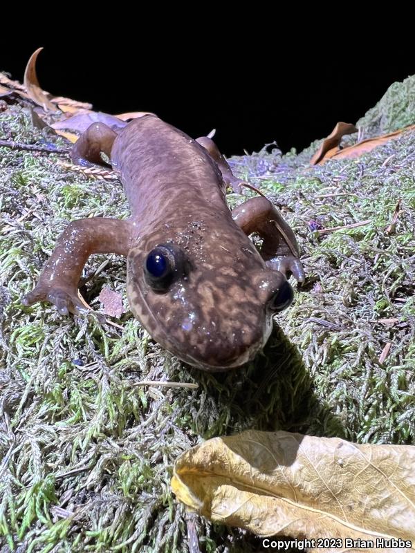 California Giant Salamander (Dicamptodon ensatus)