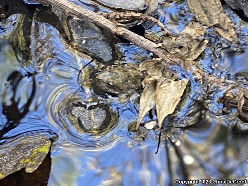 California Treefrog (Pseudacris cadaverina)