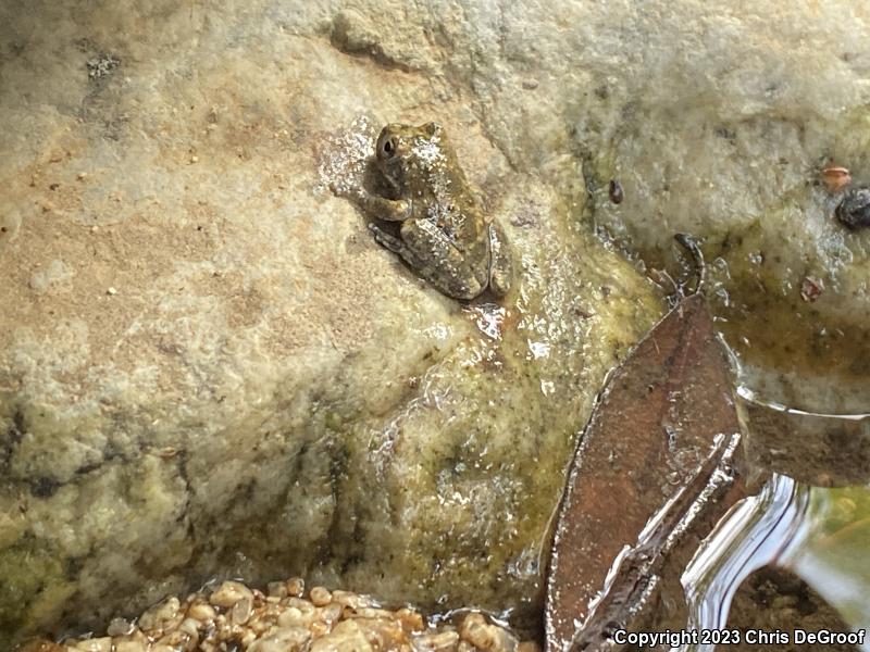 California Treefrog (Pseudacris cadaverina)