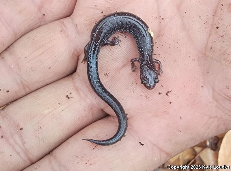 Eastern Red-backed Salamander (Plethodon cinereus)