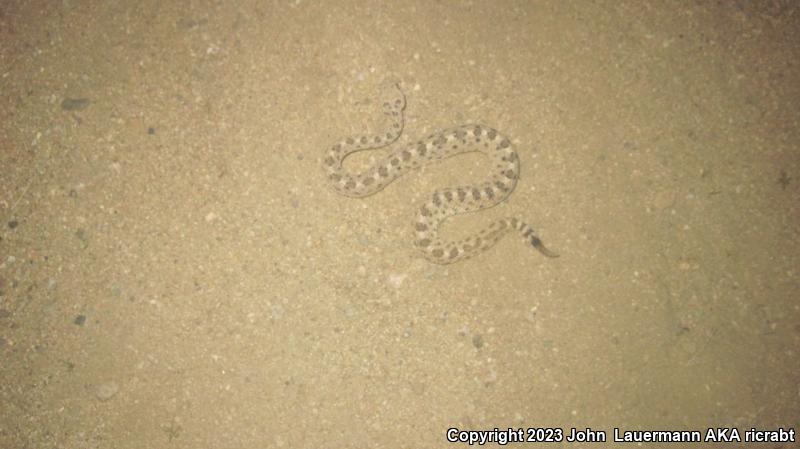 Mojave Desert Sidewinder (Crotalus cerastes cerastes)