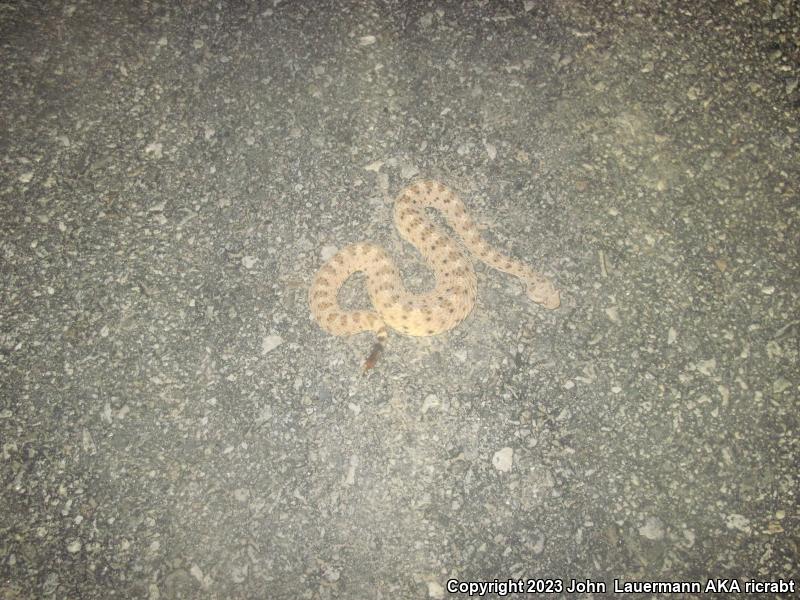 Mojave Desert Sidewinder (Crotalus cerastes cerastes)