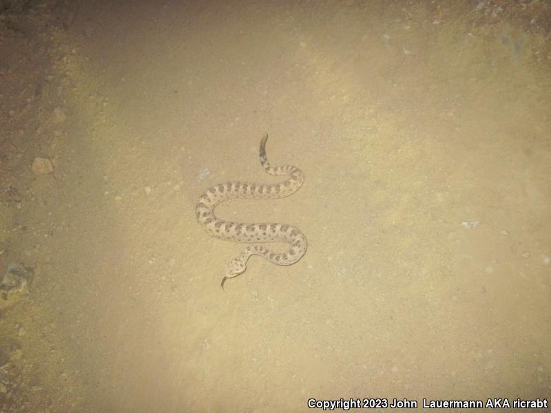 Mojave Desert Sidewinder (Crotalus cerastes cerastes)