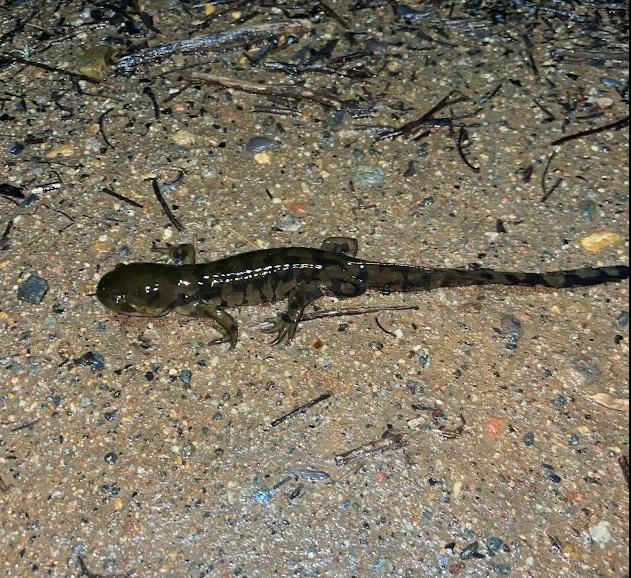 Barred Tiger Salamander (Ambystoma mavortium)