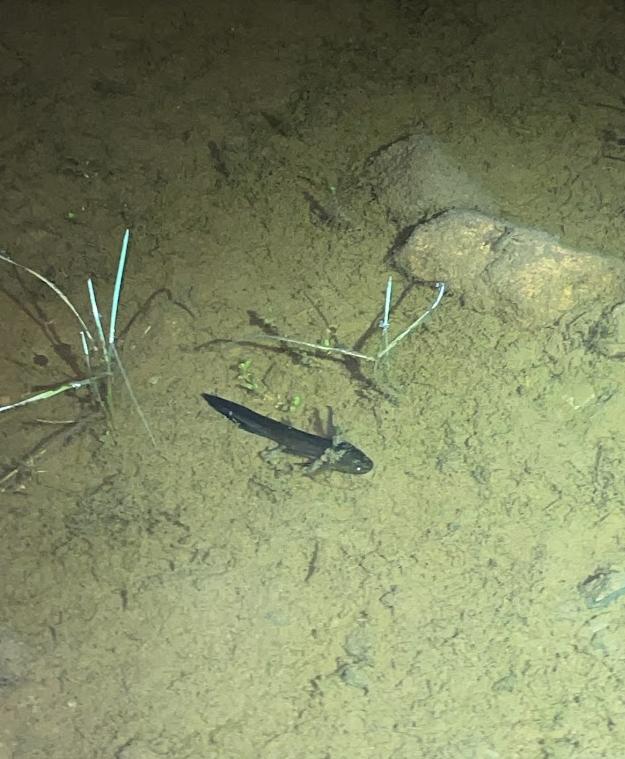 Barred Tiger Salamander (Ambystoma mavortium)