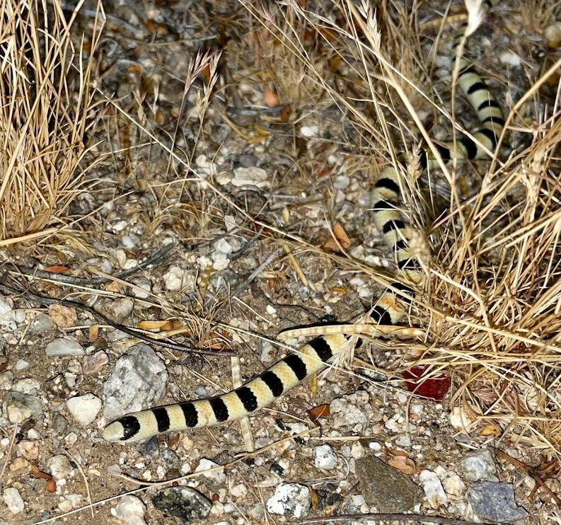Colorado Desert Shovel-nosed Snake (Chionactis occipitalis annulata)