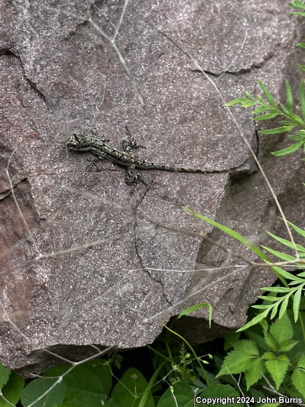 Clouded Anole (Anolis nebulosus)