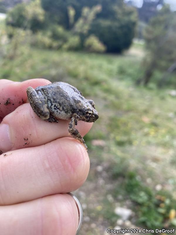 California Treefrog (Pseudacris cadaverina)