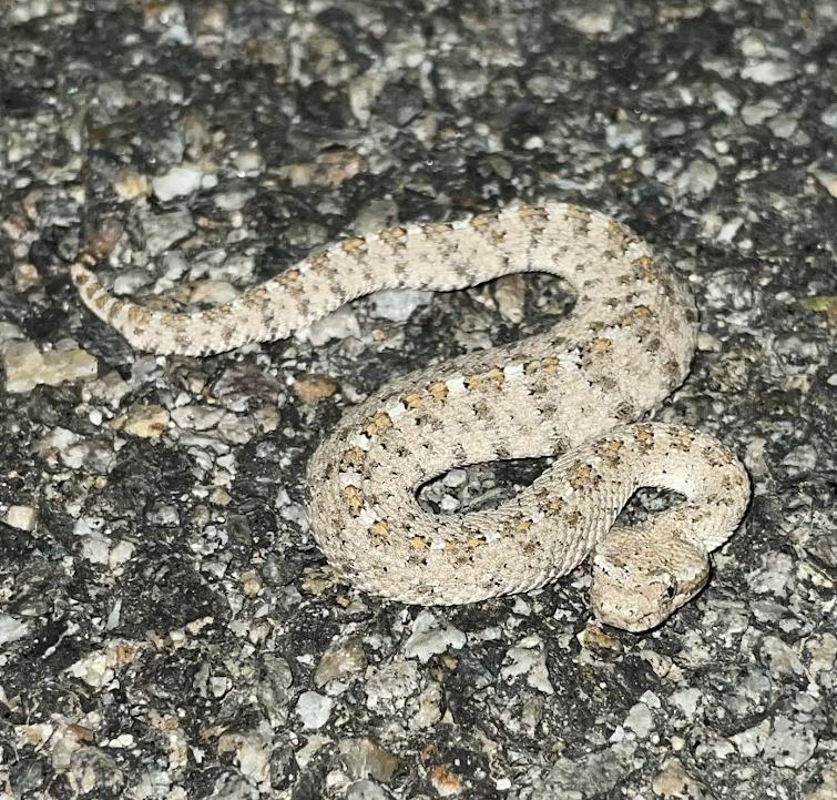 Colorado Desert Sidewinder (Crotalus cerastes laterorepens)