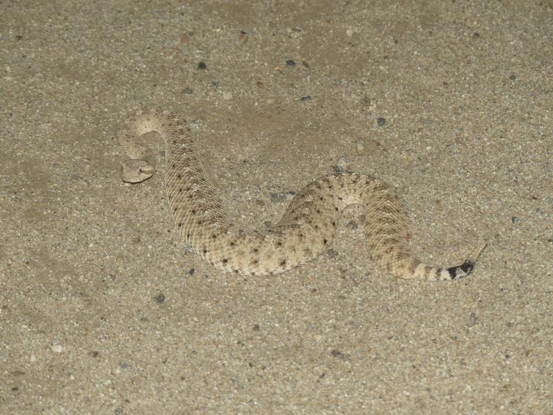 Colorado Desert Sidewinder (Crotalus cerastes laterorepens)