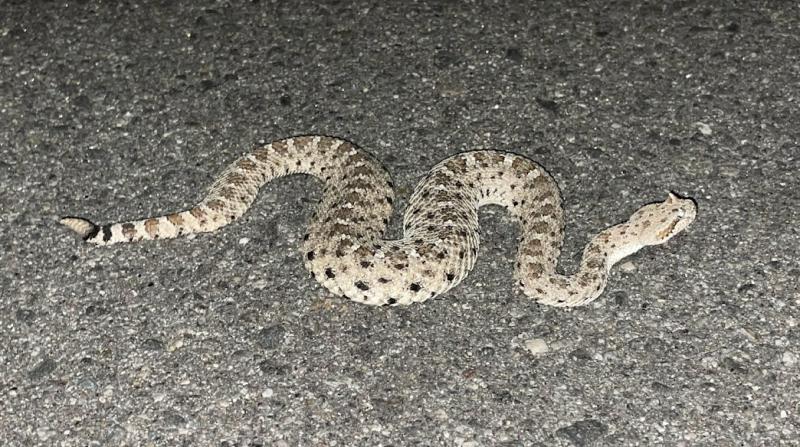 Colorado Desert Sidewinder (Crotalus cerastes laterorepens)