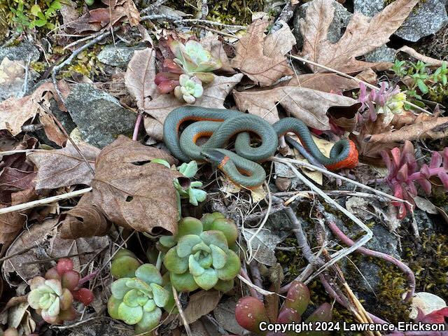 Northwestern Ring-necked Snake (Diadophis punctatus occidentalis)
