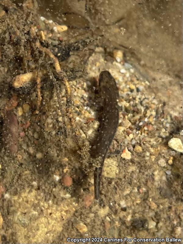 Mudpuppy (Necturus maculosus)