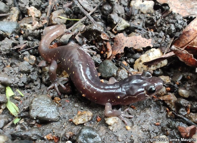 Arboreal Salamander (Aneides lugubris)