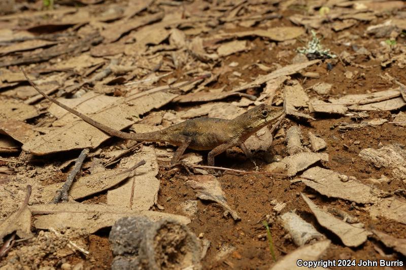 Clouded Anole (Anolis nebulosus)