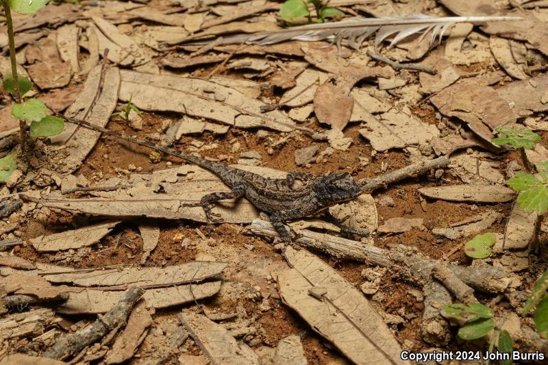 Clouded Anole (Anolis nebulosus)